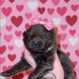 Rose - Blue female German Shepherd puppy in Fort Jennings, Ohio from Von Holtzapple German shepherds