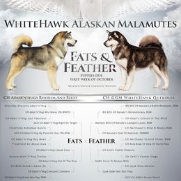 Alaskan Malamute All Grown Up from WhiteHawk Alaskan Malamutes