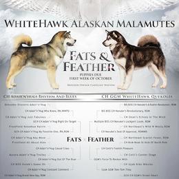 Alaskan Malamute All Grown Up from WhiteHawk Alaskan Malamutes