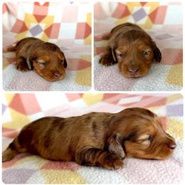 Girl 1 - Dapple female Dachshund puppy in Oklahoma from Red Oak Long Dogs
