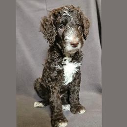 Red - Twix - Brown male Poodle puppy in Spanish Fork, Utah from Mountain Vista Pups LLC