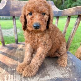 Milo - Red  male Goldendoodle puppy in Lowville, New York from Adirondack Goldendoodles