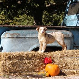 Star - Miniature Australian Shepherd