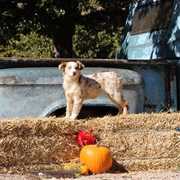 Star - Miniature Australian Shepherd