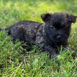 Happy - Brindle female Cairn Terrier puppy in Mountain Grove, Missouri from CreekTop