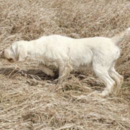 Queen - Spinone Italiano