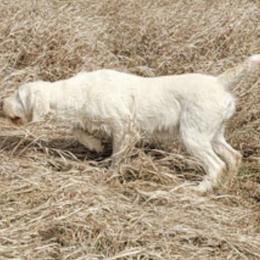 Queen - Spinone Italiano