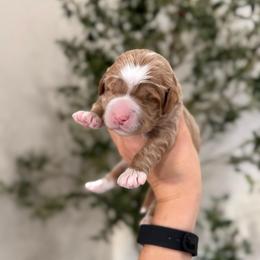 Caramel - Apricot male Goldendoodle puppy in Rio Linda, California from Plush Doodles