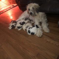 Goldendoodle, Labradoodle, Poodle, and Saint Berdoodle Puppies from Dent’s Doodles