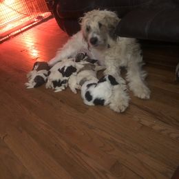 Goldendoodle, Labradoodle, Poodle, and Saint Berdoodle Puppies from Dent’s Doodles