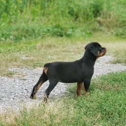 Chinese Crested and Rottweiler Puppies from Long Rotts & Long Haul Cresteds