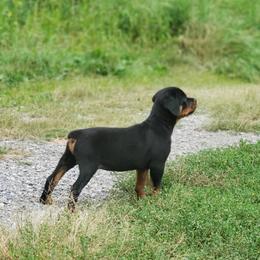 Chinese Crested and Rottweiler Puppies from Long Rotts & Long Haul Cresteds