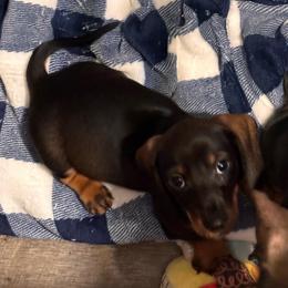 Mercutio - Wild  boar and tan male Dachshund puppy in Nampa, Idaho from 208 Wiener Wiggle Butts LLC