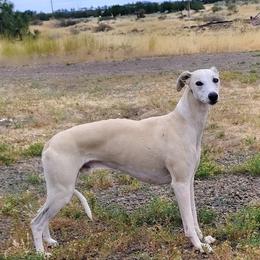 LUCIAN - Whippet
