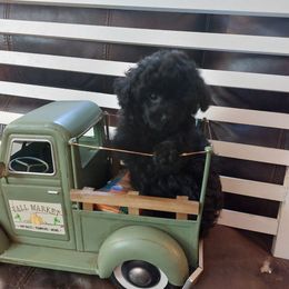 Martin - Black male Poodle puppy in Mc Dade, North Carolina from Toy Poodles of NC