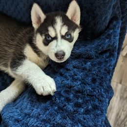 Siberian Husky Puppies from 3 Rivers Siberians(Richard's)