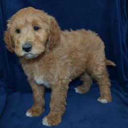 Annie - Apricot female Goldendoodle puppy in Jasper, Indiana from Hilltop Pups LLC