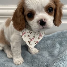 Cavalier King Charles Spaniel and Cavapoo Puppies from Sunny Hill Puppies