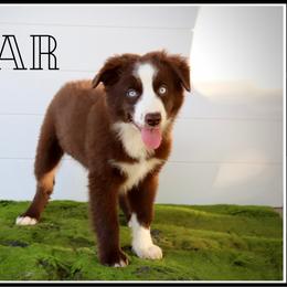Briar - Red tri male Miniature Australian Shepherd puppy in Madisonville, Texas from Flying LL Aussies