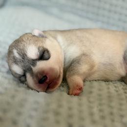 Alastor - Gray and white male Siberian Husky puppy in Amery, Wisconsin from Sovereign Siberians
