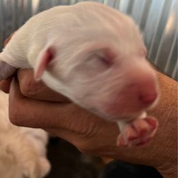 Girl 6 - White female Great Pyrenees puppy in Elfrida, Arizona from Outlaw Acres Kennels