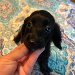 Darling - Black female Dachshund puppy in Sarah, Mississippi from White's Mississippi Doxies