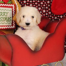 Brioche - Cream female Poodle puppy in Peyton, Co, Usa, Colorado from Peyton Poodles
