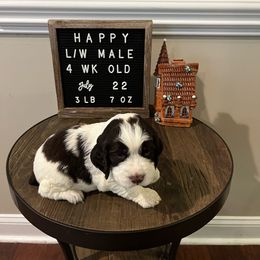 Happy - Liver and white English Springer Spaniel puppy in North Carolina from Frosty Springers LLC
