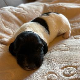 Twilight - Piebald female Dachshund puppy in Jonesboro, Illinois from Twin Hills Dachshunds