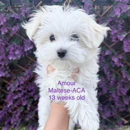 Amour - White female Maltese puppy in Paden, Oklahoma from Logan's Perfect Puppies