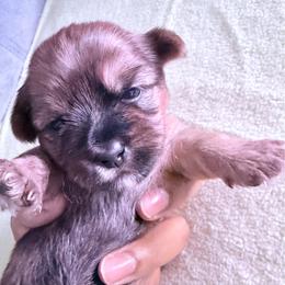 Girl 2 - Black and tan female Shorkie puppy in Florida from Shih tzus and Shorkies Galore