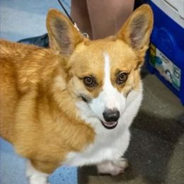 Honey - Pembroke Welsh Corgi