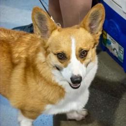 Honey - Pembroke Welsh Corgi
