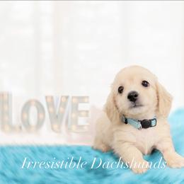 Will - Cream male Dachshund puppy in Richmond, Virginia from Irresistible Dachshunds & Cavaliers