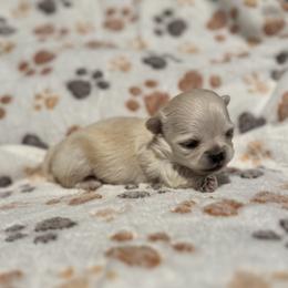 TBD - Cream and white male Chihuahua puppy in Davenport, Florida from Clan Cordovathone