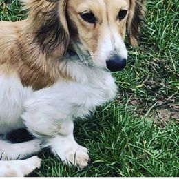Dachshund Puppies from STORIED DOXIES