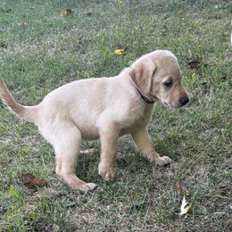 Third Pick of the Female Pups - Yellow female Labrador Retriever puppy in Freeport, Illinois from Rock Hollow Retrievers