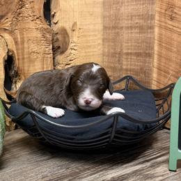 Rolo - Brown and white male Aussiedoodle puppy in Lavonia, Georgia from H & A Kennels