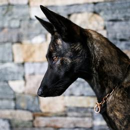 Root - Dutch Shepherd