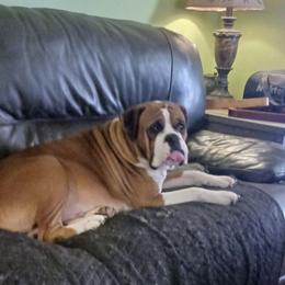 Boxer puppies from Layne's Boxers