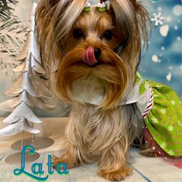 Lata - Yorkshire Terrier