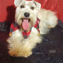 Olaf - male Miniature Schnauzer puppy in Vernal, Utah from High Uinta Schnauzers