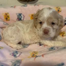 Boy 2 - Buff and white male Cocker Spaniel puppy in Gadsden, Alabama from Rich Cat’s