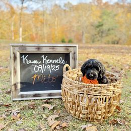 Milo - Black and white male Assorted Doodle Crosses puppy in Irmo, South Carolina from Kava Kennels