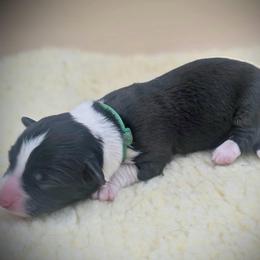 Green collar - Black and white male Cardigan Welsh Corgi puppy in Omaha, Arkansas from DnD Corgis