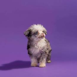 American Bully, Bernedoodle, Poodle, Sheepadoodle, and Whoodle Puppies from Wonderland’s Boujie Kennels