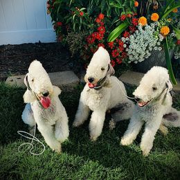 Bedlington Terrier All Grown Up from Kim's Bedlingtons