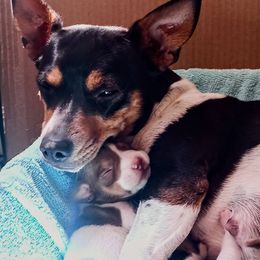 Teddy Roosevelt Terrier Puppies from Wabbitfire Teddy Roosevelt Terriers