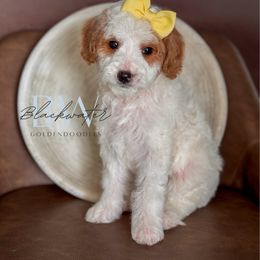 Hazel - Parti female Goldendoodle puppy in Amarillo, Texas from Blackwater Doodles