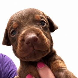 Cayenne - Red and rust female Doberman Pinscher puppy in Wellington, Ohio from Jessie (TDD, llc)